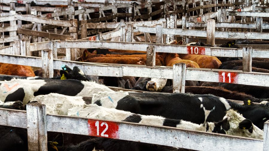 Every day, New Zealand farmers buy and sell livestock. Every day, they rely on the services of NZ Farmers Livestock to make this happen. It's an essential service - and one that requires accurate records