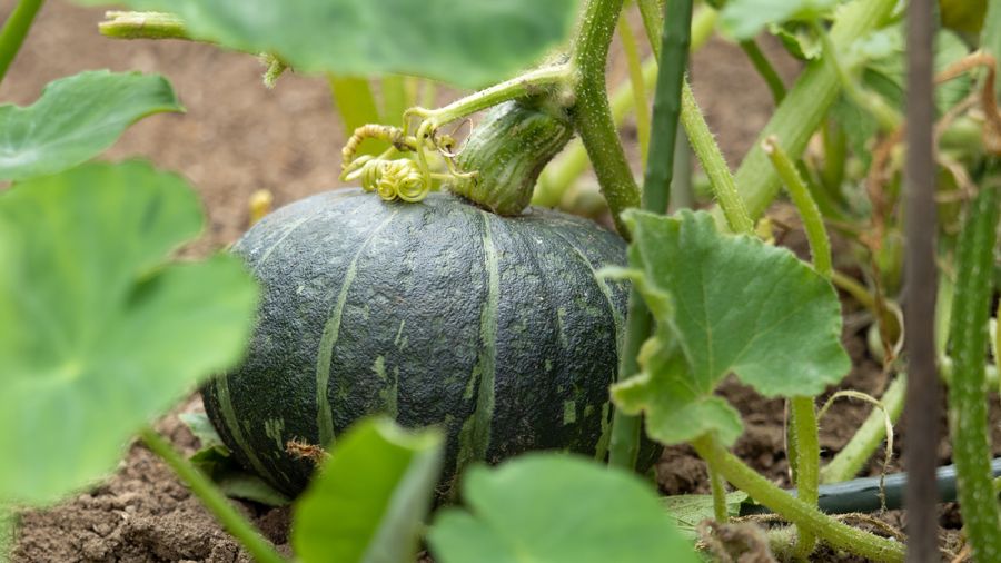 Transsend apps deliver data into Brownrigg's computer system, which runs the Farmax financial modelling and pasture management.